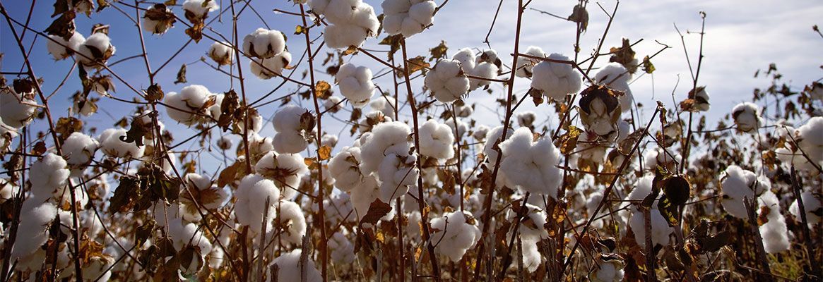 12 Benefits of using Eco-Friendly Cotton - Daks India Industries Pvt Ltd